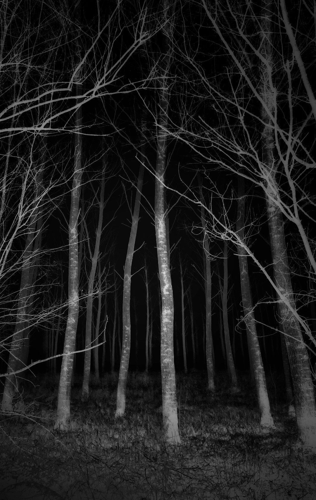 forest