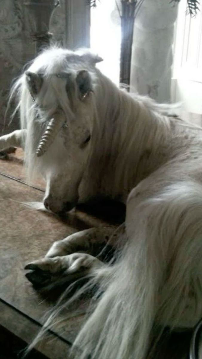 violin trap type sad beat