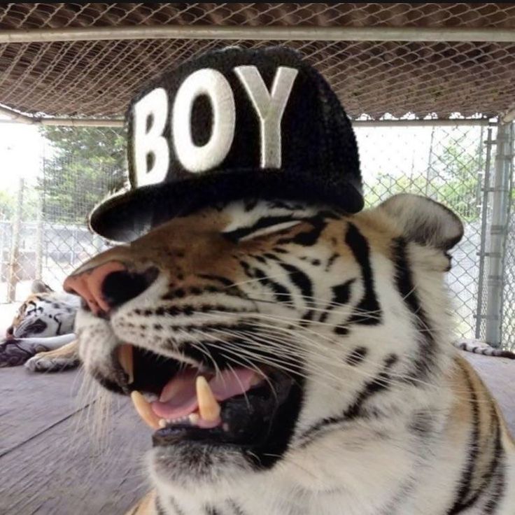 Even a vegan will eat this meat.