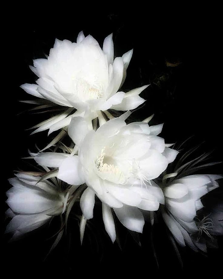 LYRIC X HARD X RAGE type beat