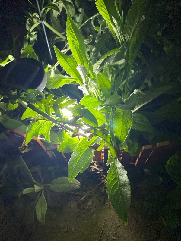 ["Ace"] - 90s melody, strings beat